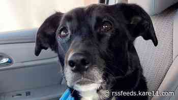 Help pours in for dog shot near Alexandria