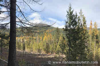 Competition Bureau to investigate industry claims of sustainable forestry management