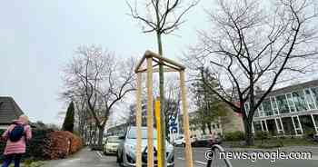 Bäume in Bonn-Plittersdorf: Eichen ausgetauscht - General-Anzeiger Bonn