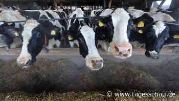 Niederlande: Tote Kuh positiv auf Rinderwahnsinn getestet