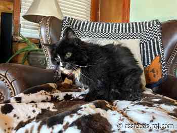 Raleys, a 27-year-old Reno cat, is one of the world's oldest