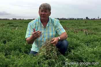 PrAGmatic: How Sustainable Intensification Feeds The World - Red ... - Red Deer Advocate