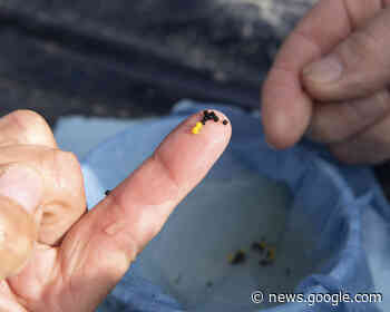 Gull Lake Watershed Society urging action on falling lake levels ... - Red Deer Advocate