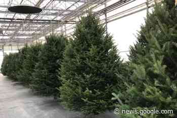 City of Red Deer highlights real tree drop off locations - Red Deer ... - Red Deer Advocate