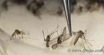 Alert as new mosquito-borne virus detected | Bay Post-Moruya ... - Bay Post-Moruya Examiner