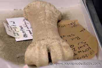 $8.4M ‘Sue the T. rex’ skeleton invades Royal B.C. Museum in pending new dino exhibit