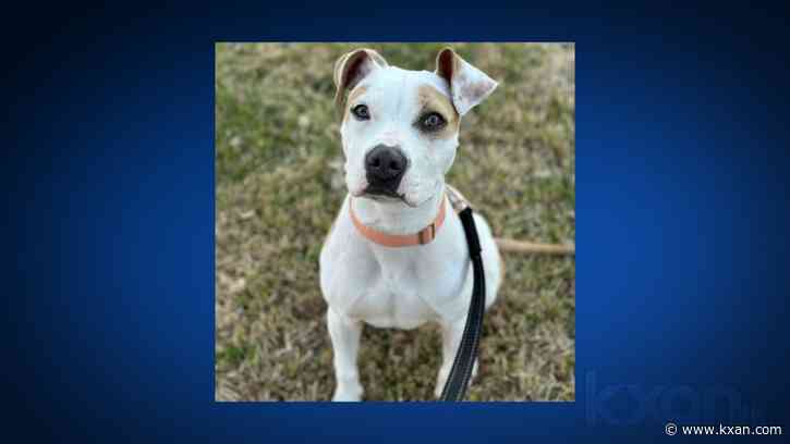 Austin Pets Alive!'s power is down, asking community to foster dogs