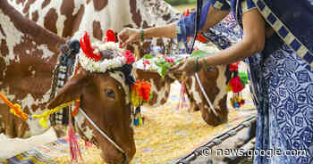 Heilige dieren uit de hele wereld: kende je ze al? - MSN