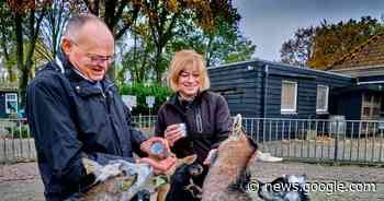 Dieren Kiboehoeve verhuizen tijdelijk naar Dordrecht | Zwijndrecht - AD