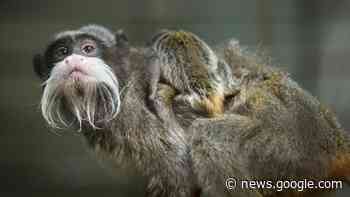 Keizertamarinapen weer terug na reeks verdwijningen van dieren in ... - NOS