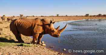Nooit eerder zoveel bedreigde neushoorns gestroopt in Namibië - Het Laatste Nieuws