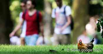 Met Partij voor de Dieren erbij praat raad Breda zomaar hele avond ... - Provinciale Zeeuwse Courant