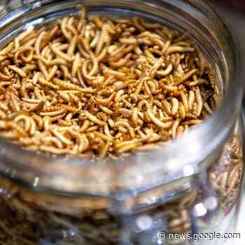 Lebensmittel: Dürfen Insekten einfach untergemischt werden? - radioeuskirchen.de