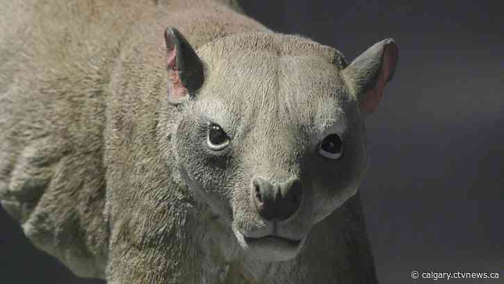 Royal Tyrrell researchers exploring fossils of previously unknown early primates