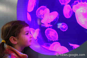 PHOTO: Sidney aquarium wows during Tot Tuesday - Peninsula ... - Peninsula News Review