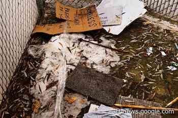 2 fires in 2 weeks at downtown Vernon apartment - Salmon Arm ... - Salmon Arm Observer