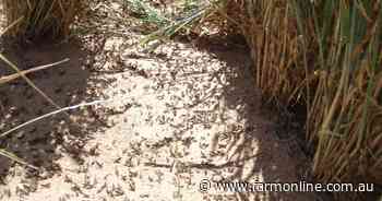 Locust threat highest through Darling basin