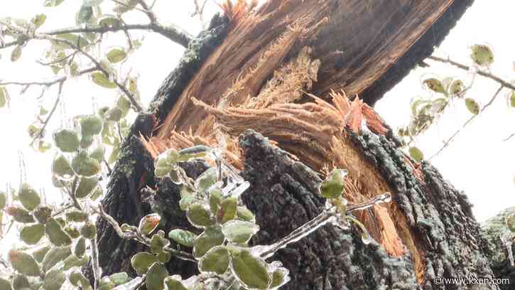 Why it's too late to trim trees to keep them from falling in the next freeze