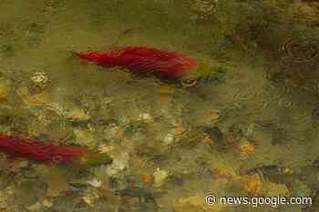 Speaker hopes qathet residents will watch marine ecosystems - Powell River Peak