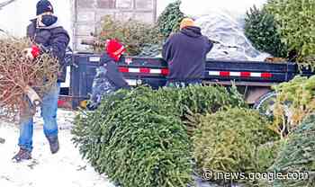 Weyburn Young Fellows to pick up Christmas tree on Jan. 15 - SaskToday.ca