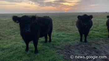 Weihnachtlicher Gallowayfleisch-Verkauf im Wisentpark Kropp - shz.de