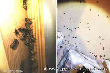 Pest control find hundreds of wasps in Chaigley home