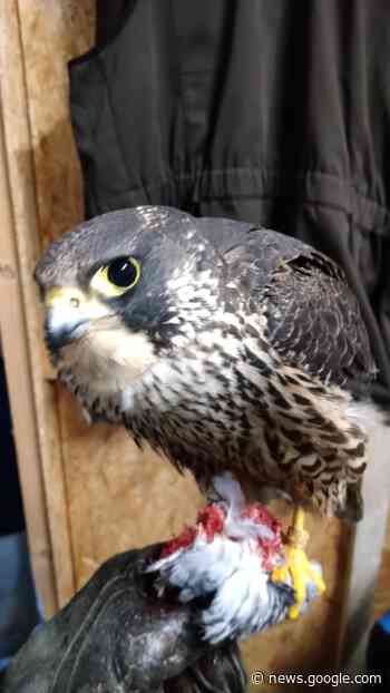 Seltener Greifvogel auf dem Weg der Besserung - Kreis Coesfeld
