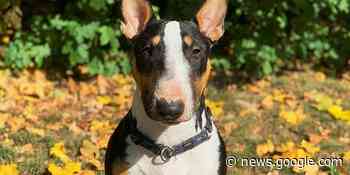 Wo ist Miniature-Bullterrier Addi? Wie Ehrenamtliche im Kreis ... - www.hildesheimer-allgemeine.de