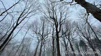 The 1998 ice storm wreaked havoc on Montreal's forests. Here's how they're doing 25 years later - CBC.ca