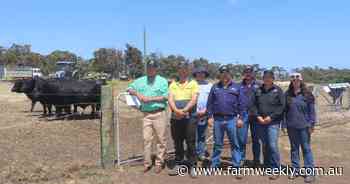 Great Southern bulls in demand