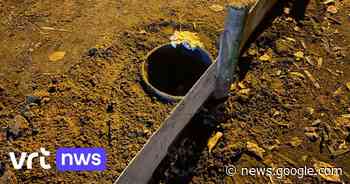 Schilde maakt zich klaar voor paddenoverzet: "Elk dier dat we ... - VRT.be