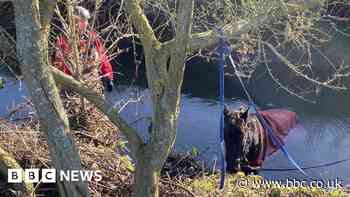 Horse trapped in water-filled ditch for three hours