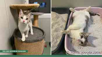 Tier der Woche in Cuxhaven: Kleiner Kater zieht alle ... - Cuxhavener Nachrichten / Niederelbe-Zeitung