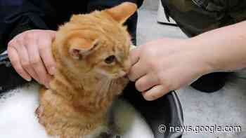 Neues aus dem Tierheim Cuxhaven: Katze an Bushaltestelle ... - Cuxhavener Nachrichten / Niederelbe-Zeitung