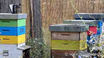 Dato alle fiamme l'apiario delle mura latine di Roma