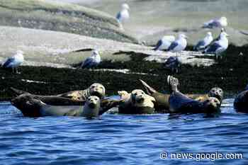 Will underwater noise from Woodfibre LNG hurt seals? - Squamish Chief