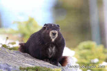 VIU lecture series starts with discussing endangered Vancouver Island marmot