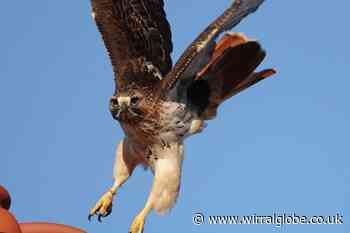 West Kirby: Harry the red-tailed hawk dies
