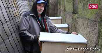 Dillenburg: Hotelzimmer für 40 Dohlenpaare - Mittelhessen