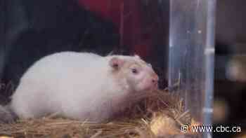 Hoping for an early spring? Wiarton Willie's prediction says you're in luck