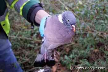 Zieke en overleden duif aangetroffen in steeg - Nieuws uit ... - de Bunschoter