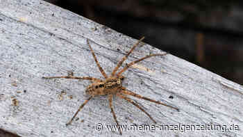 Die Nosferatu-Spinne erkennt man an Größe, Färbung und Verhalten