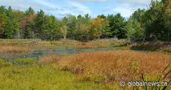 Nature Conservancy of Canada buys land near Kingston, Ont.