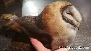 SPIJTIG: uil overleden in Onze-Lieve-Vrouwekerk Aarschot nadat hij ... - ROB-tv