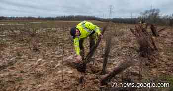 Ontharden, vergroenen en verledden: Schelse gemeenteraad keurt ... - Het Laatste Nieuws