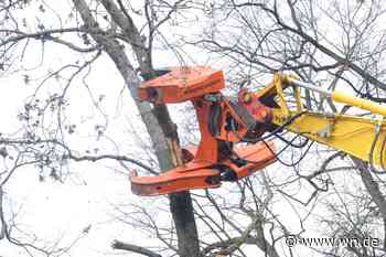 Dutzende Bäume müssen für Schul- und Kitabauten gefällt werden