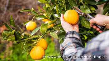 „Mehr Saft als in einer Packung Orangensaft“ – was steckt hinter den viralen Super-Früchten?