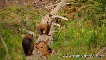CB-Fotowettbewerb: Der Februar wird einfach tierisch [Notiz]