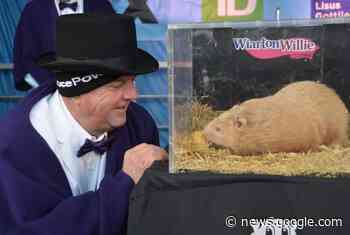 Wiarton Willie says it's an early spring | Exeter Lakeshore Times ... - Exeter Lakeshore Times-Advance