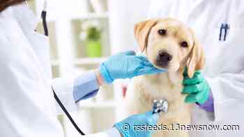 VBSPCA receives grant to improve access to veterinary care